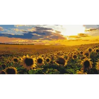 Картина за номерами Поле соняхів LW5099, 40x80 см